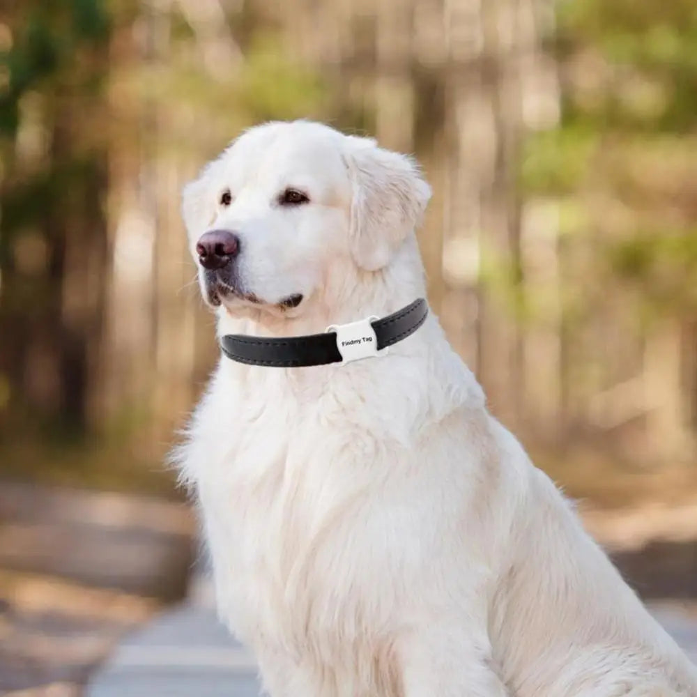 Pet Essentials